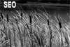 SEO